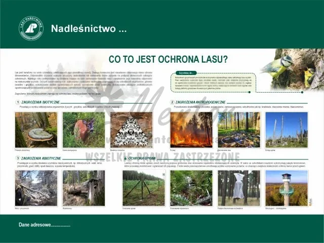 2. Co to jest ochrona lasu.webp