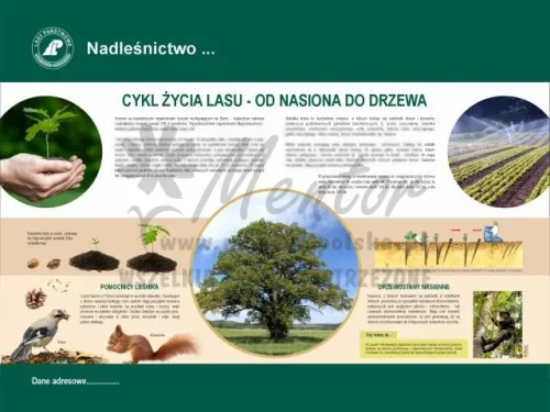 3. Cykl życia lasu.webp