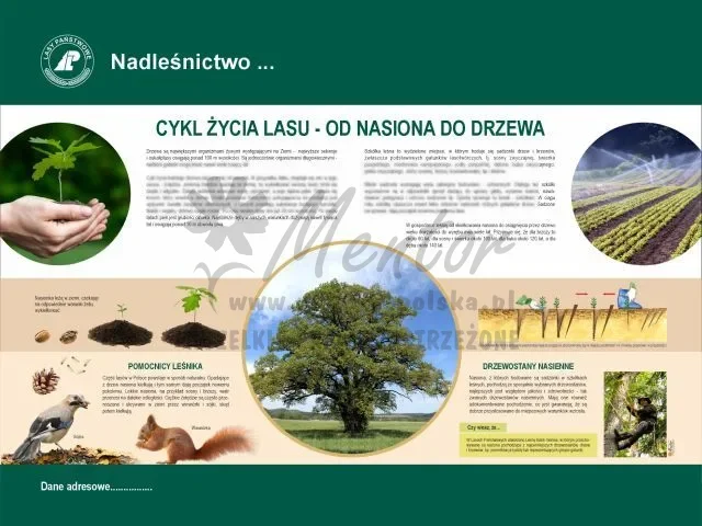 3. Cykl życia lasu.webp