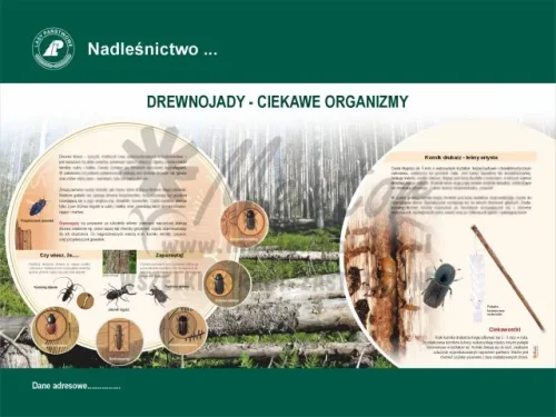 7. Drewnojady - ciekawe organizmy.webp