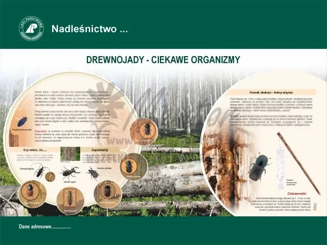 7. Drewnojady - ciekawe organizmy.webp