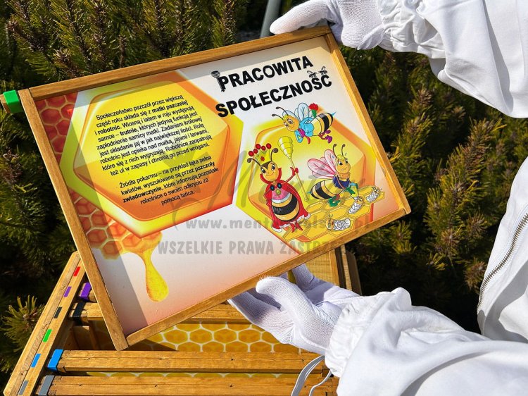 Interaktywny ul dźwiękowy - prezentacja 3