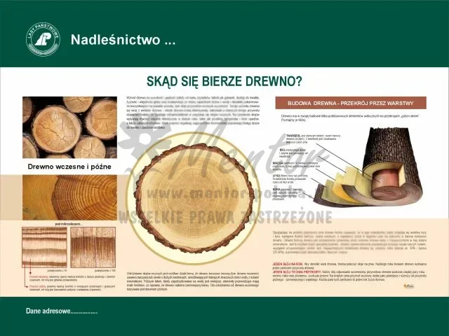 10. Skąd się bierze drewno.webp