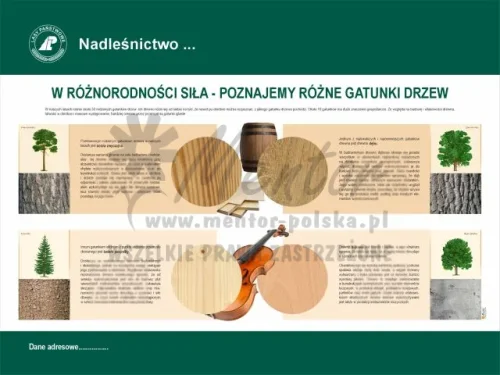 11. W różnorodności siła - poznajemy gatunki drzew.webp