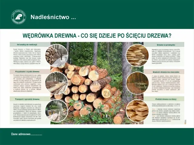 12. Wędrówka drewna - co się dzieje po ścięciu drzewa w lesie.webp