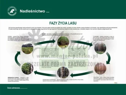 14. FAZY ŻYCIA LASU.webp
