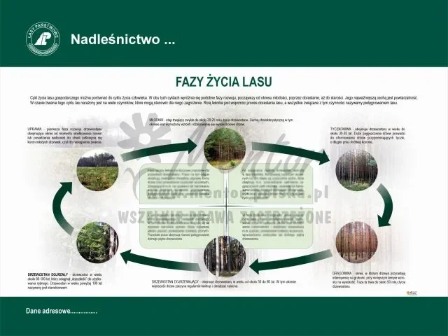 14. FAZY ŻYCIA LASU.webp