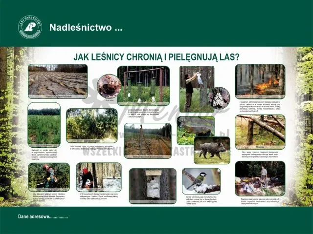 17. JAK LEŚNICY CHRONIĄ I PIELĘGNUJĄ LAS.webp