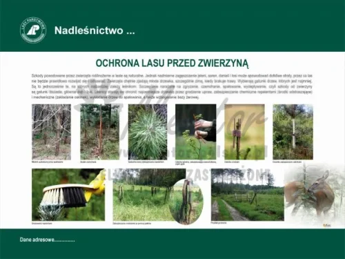 19. OCHRONA LASU PRZED ZWIERZYNĄ.webp