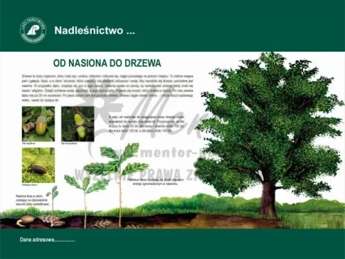 21. OD NASIONA DO DRZEWA.webp