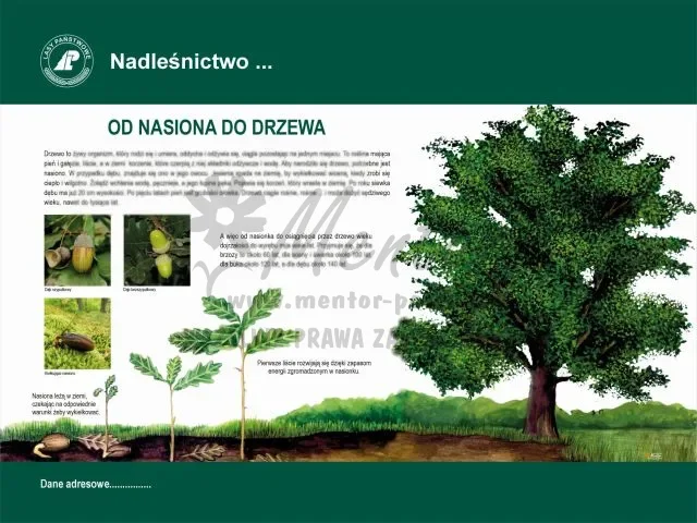 21. OD NASIONA DO DRZEWA.webp