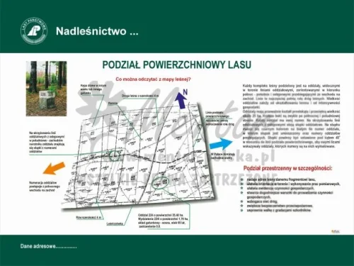 22. PODZIAŁ POWIERZCHNIOWY LASU.webp