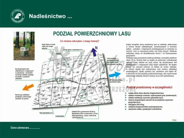 22. PODZIAŁ POWIERZCHNIOWY LASU.webp