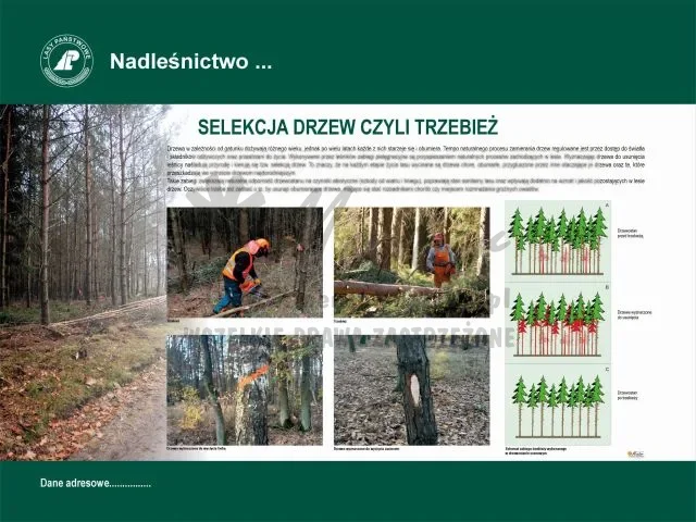25. TRZEBIEŻ.webp