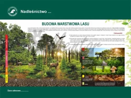 28. BUDOWA WARSTWOWA LASU - 1.webp