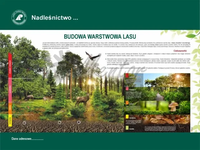 28. BUDOWA WARSTWOWA LASU - 1.webp