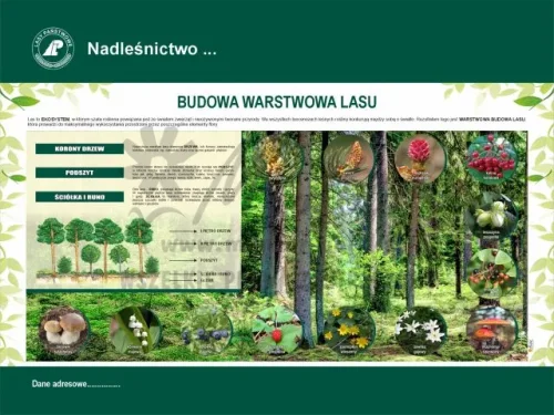 29. BUDOWA WARSTWOWA LASU - 2.webp