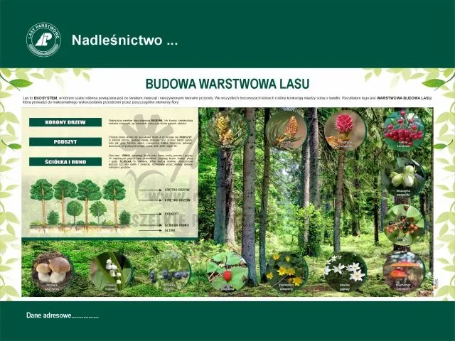 29. BUDOWA WARSTWOWA LASU - 2.webp