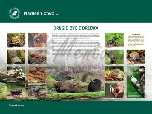 34. Drugie życie drzewa.webp