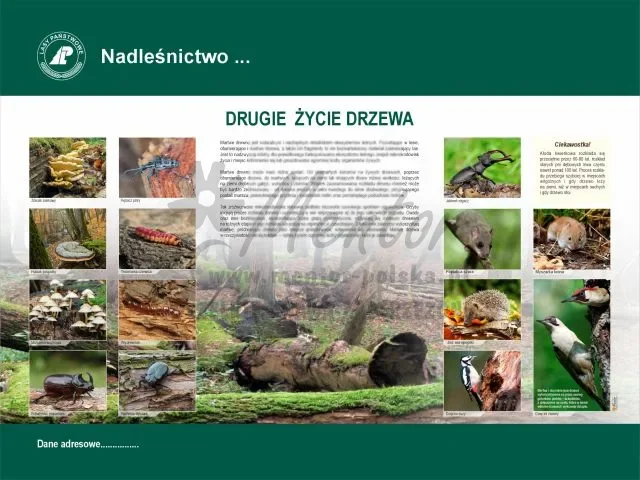 34. Drugie życie drzewa.webp
