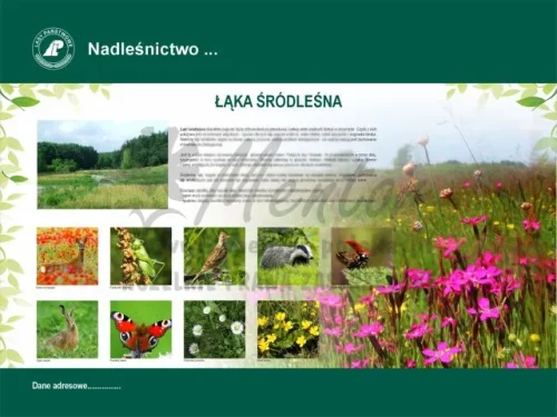 36. Łąka śródleśna.webp