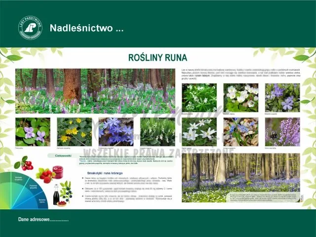 38. Rośliny Runa.webp