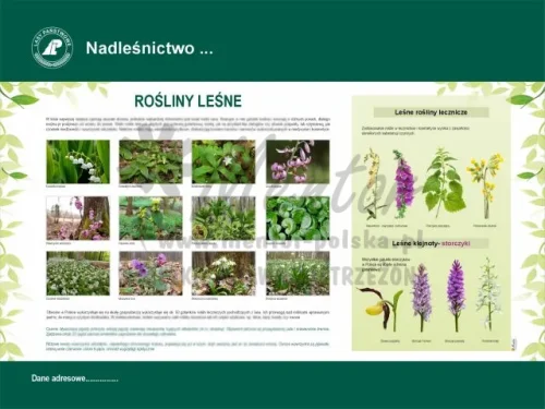 39. Rośliny leśne.webp
