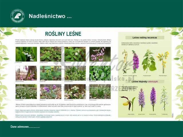 39. Rośliny leśne.webp