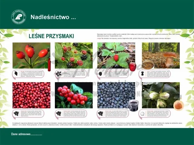 40. LEŚNE PRZYSMAKI.webp