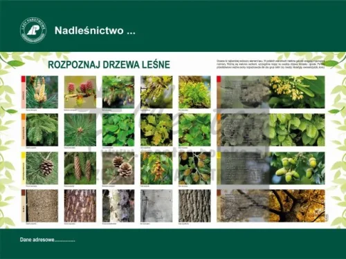 41. ROZPOZNAJ DRZEWA LEŚNE.webp