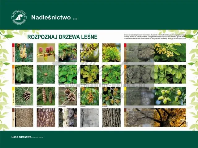 41. ROZPOZNAJ DRZEWA LEŚNE.webp