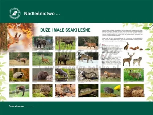 42. DUŻE I MAŁE SSAKI LEŚNE.webp