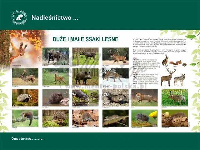 42. DUŻE I MAŁE SSAKI LEŚNE.webp