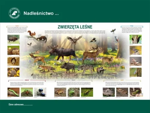 44. ZWIERZĘTA LEŚNE.webp