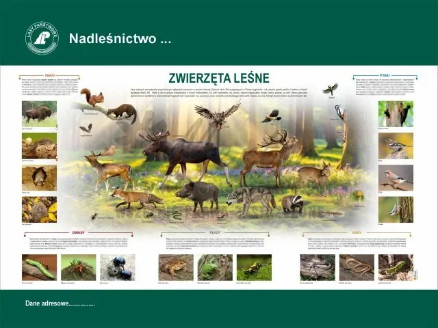 44. ZWIERZĘTA LEŚNE.webp