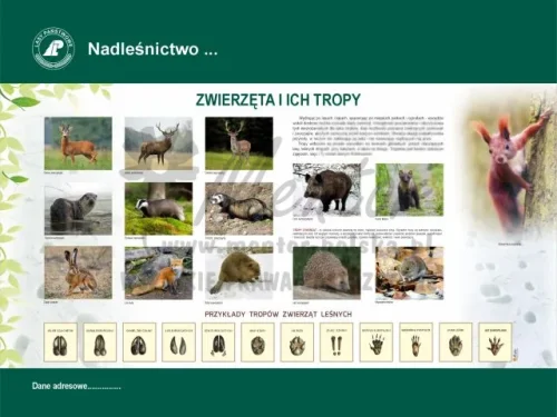 45. ZWIERZĘTA I ICH TROPY.webp