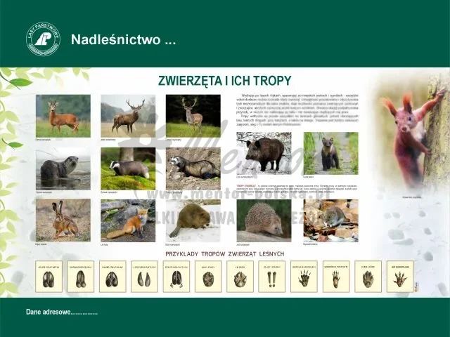 45. ZWIERZĘTA I ICH TROPY.webp