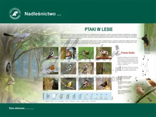 46. PTAKI W LESIE.webp