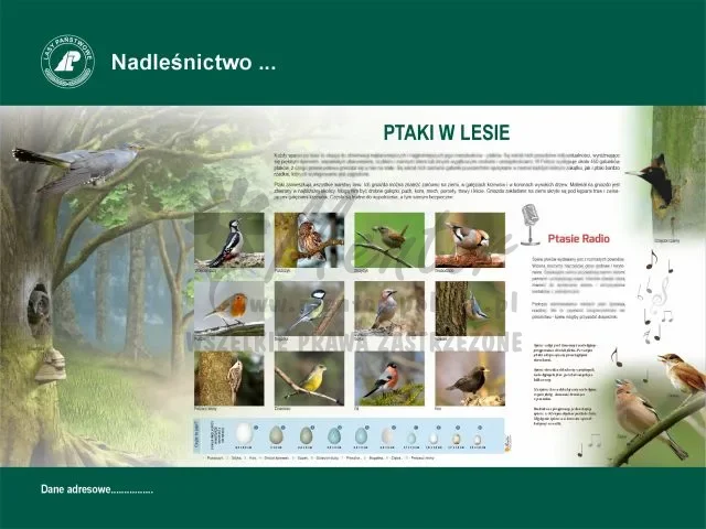 46. PTAKI W LESIE.webp