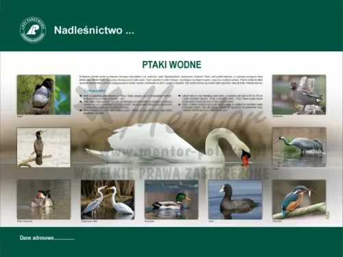 47. PTAKI WODNE.webp