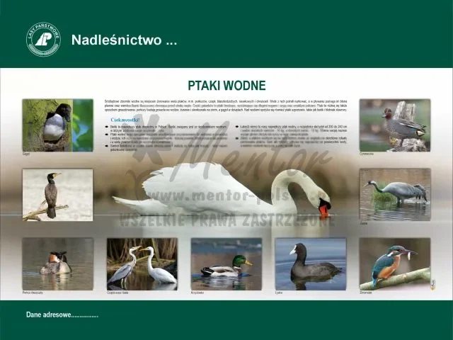 47. PTAKI WODNE.webp