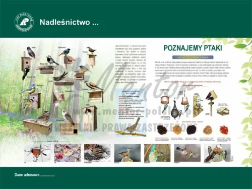 50. POZNAJEMY PTAKI.webp