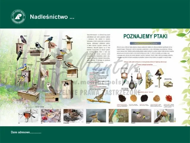 50. POZNAJEMY PTAKI.webp