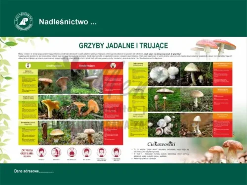 51. GRZYBY JADALNE I TRUJĄCE.webp