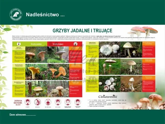 51. GRZYBY JADALNE I TRUJĄCE.webp