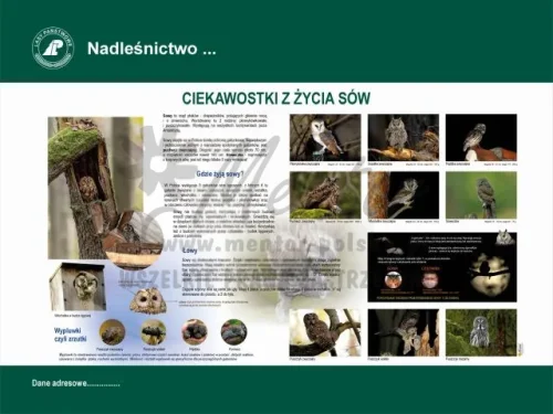 49. Ciekawostki z życia sów.webp