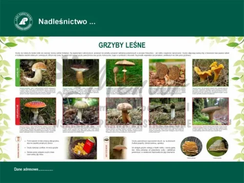 52. GRZYBY LEŚNE.webp