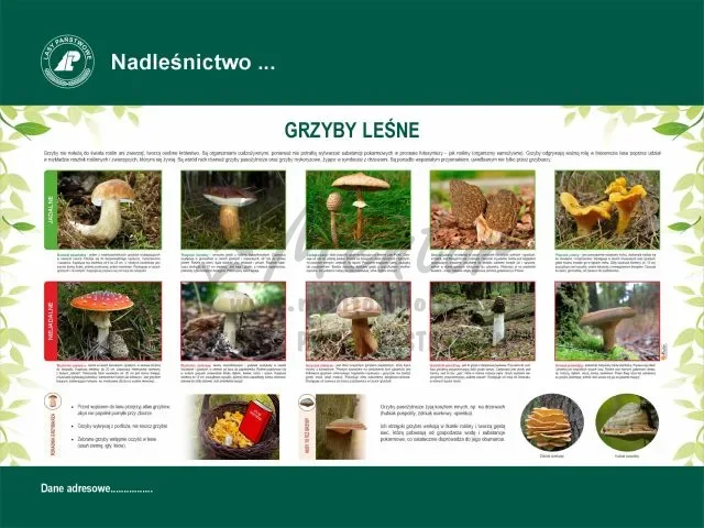 52. GRZYBY LEŚNE.webp