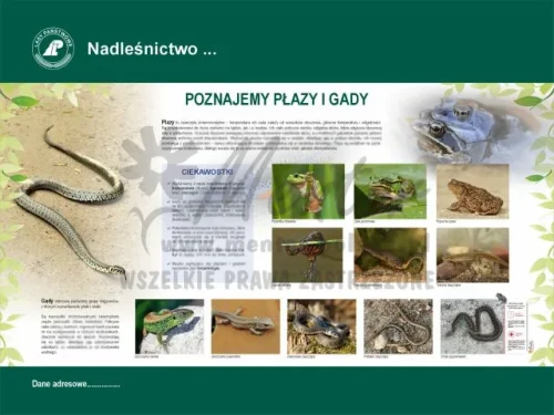 53. Poznajemy płazy i gady.webp
