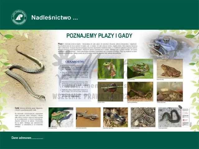 53. Poznajemy płazy i gady.webp